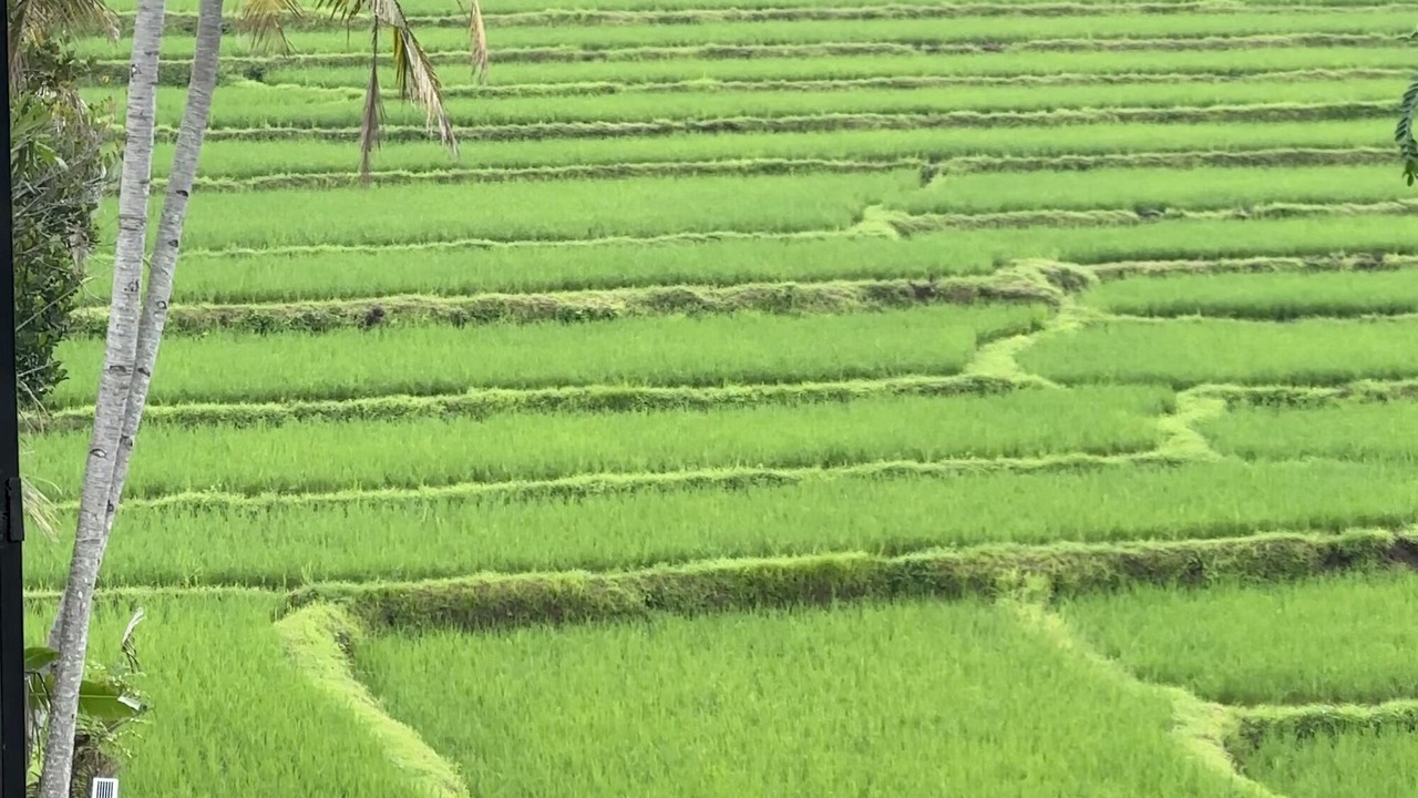 Photo of Others in Banyuwangi