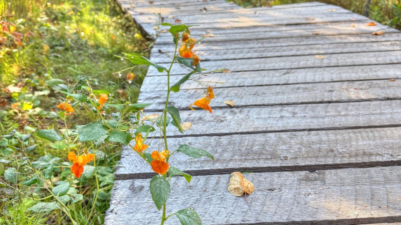 Photo of Outdoor in Lutsen