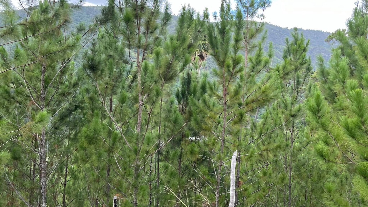 Photo of Others in San Jose de Ocoa