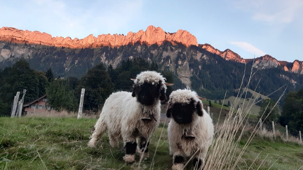 Photo of Others in Fluehli