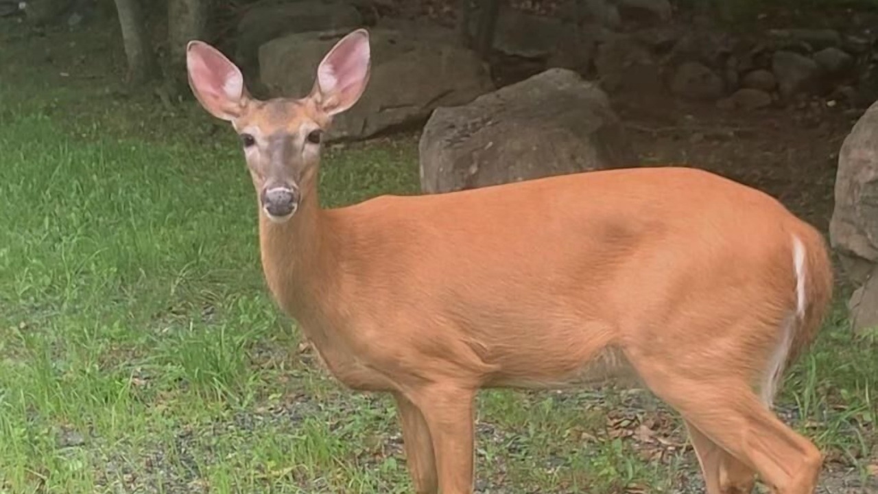 Photo of Outdoor in Tobyhanna