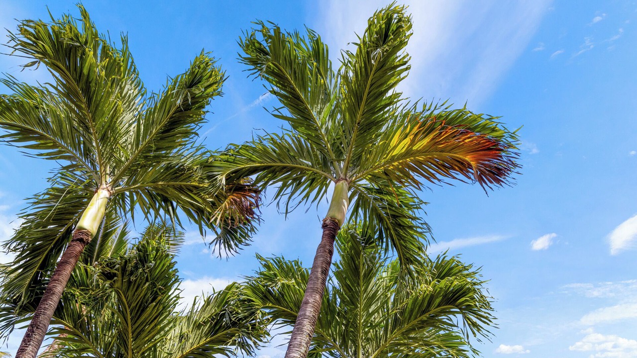 Photo of Outdoor in Honokowai