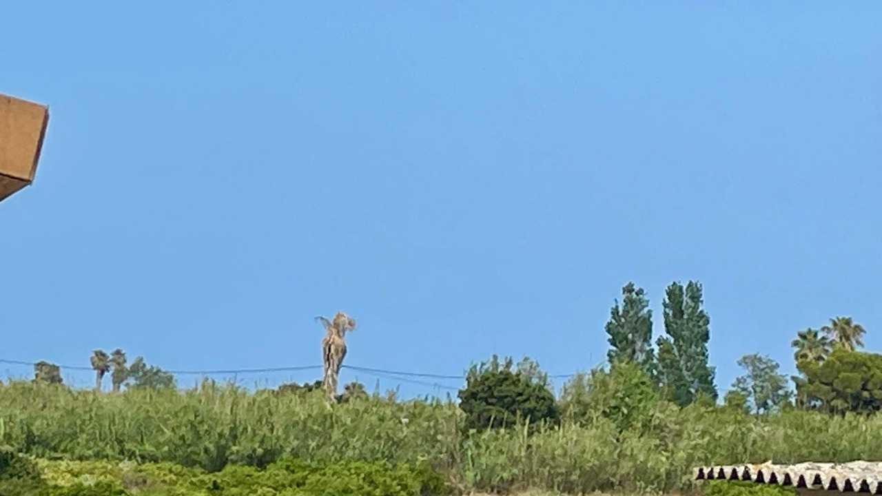 Photo of Outdoor in Cullera