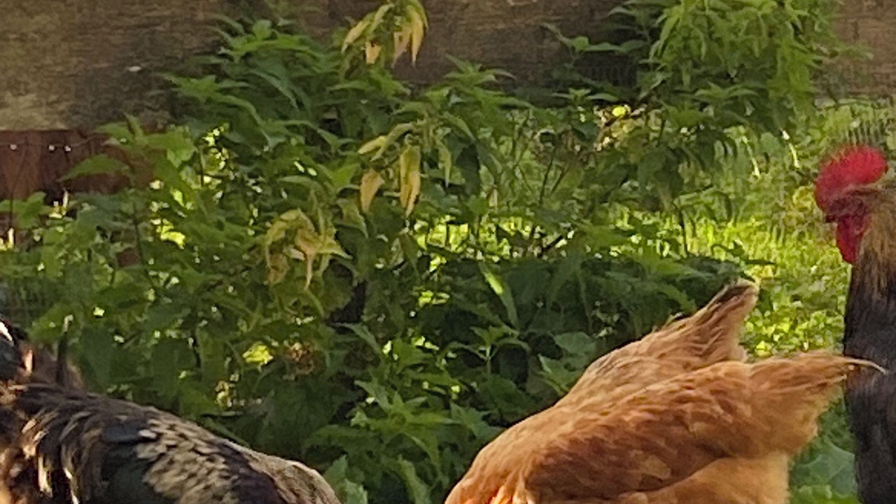 Photo of Outdoor in Servon