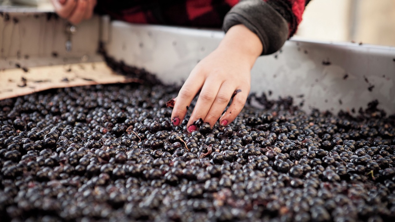 Photo of Others in Sommieres