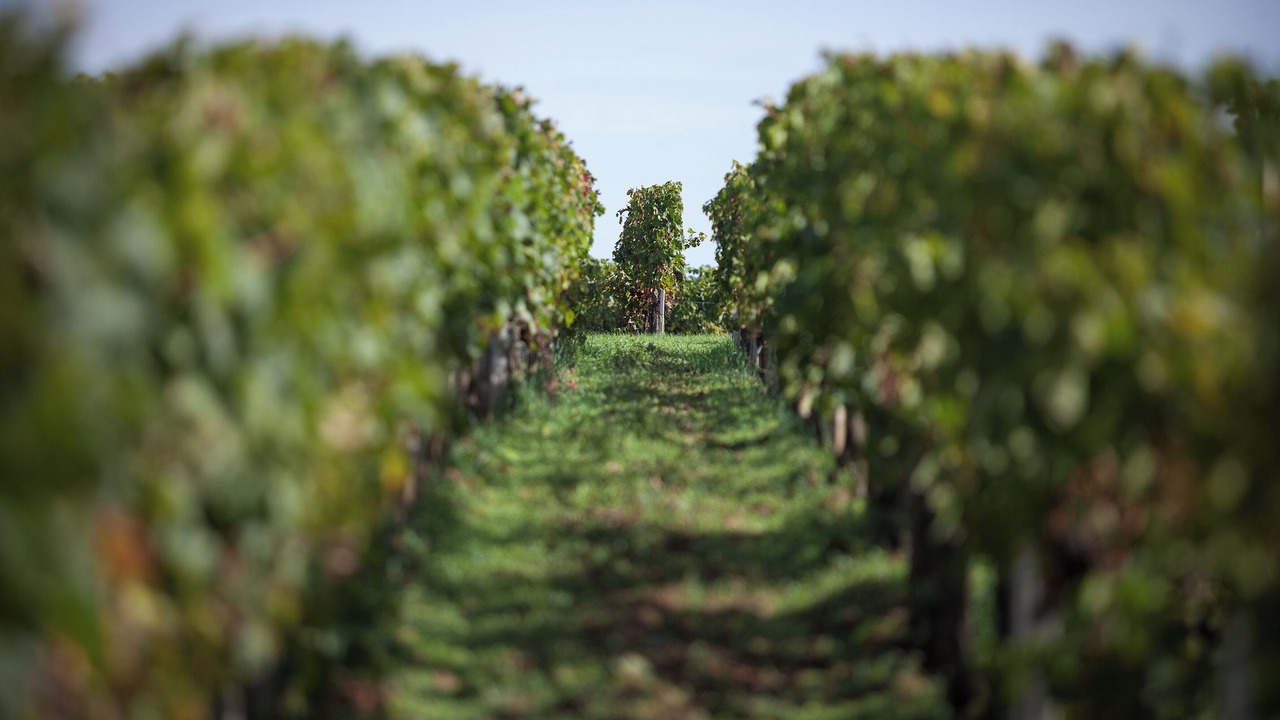 Photo of Others in Sommieres