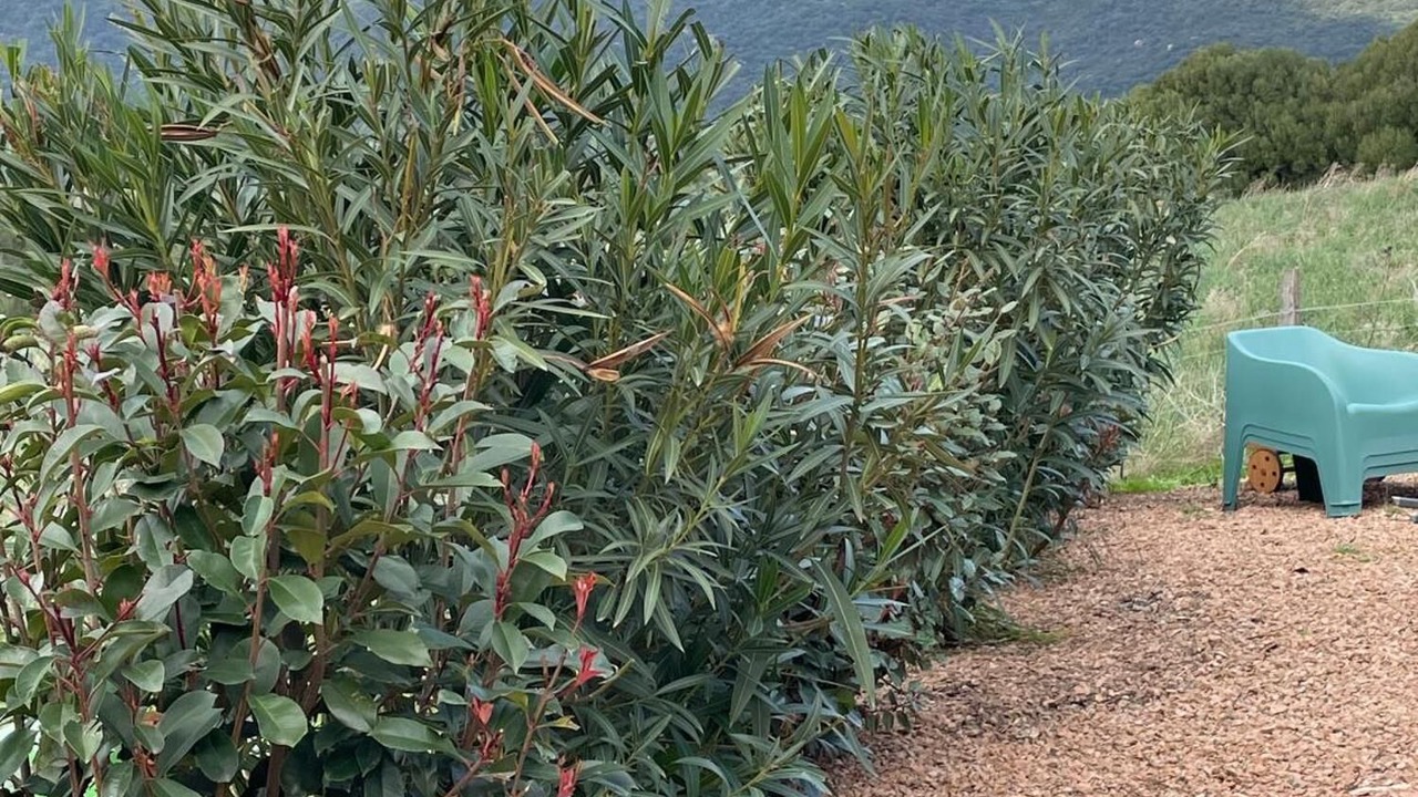 Photo of Others in Figari