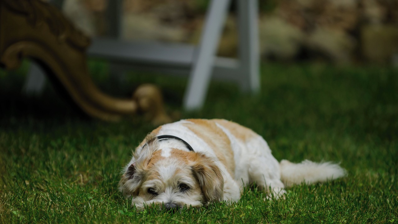 Photo of Others in Manakau