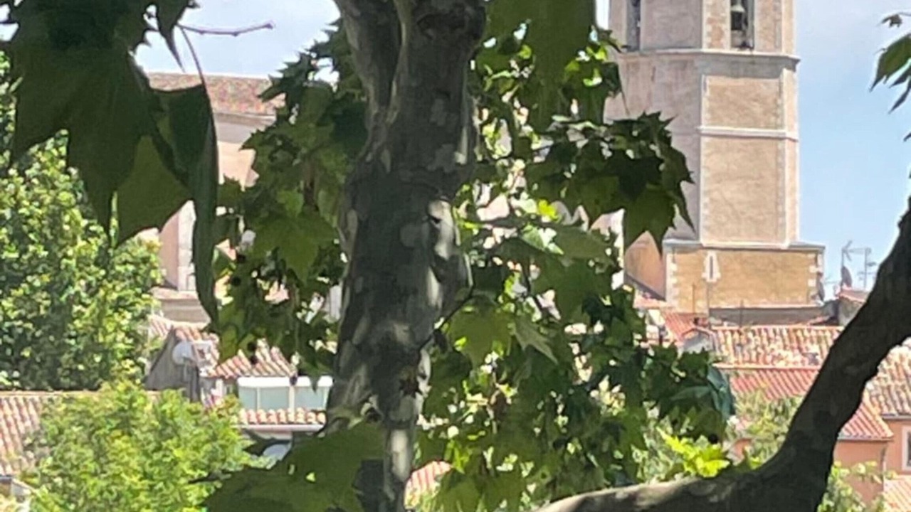 Photo of Outdoor in Lorgues