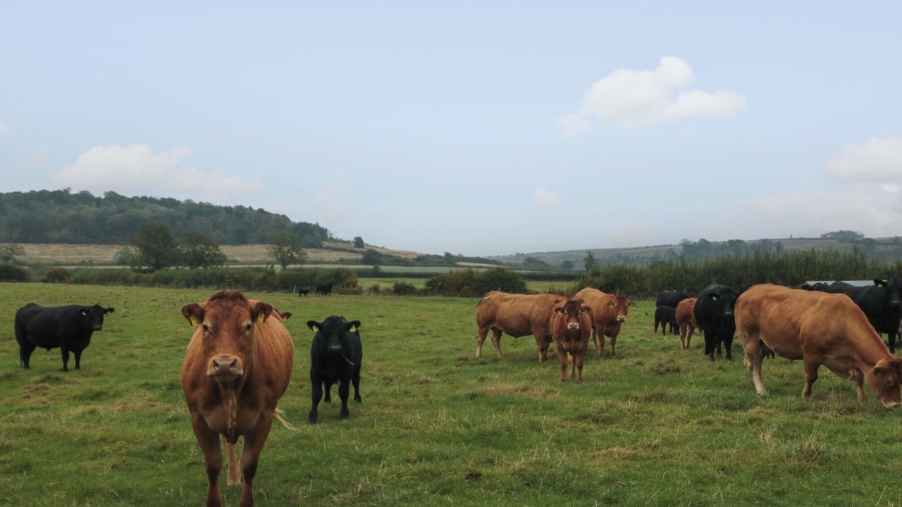 Photo of Others in Malton