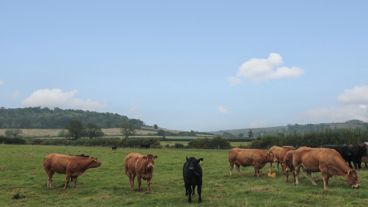 Photo of Others in Malton