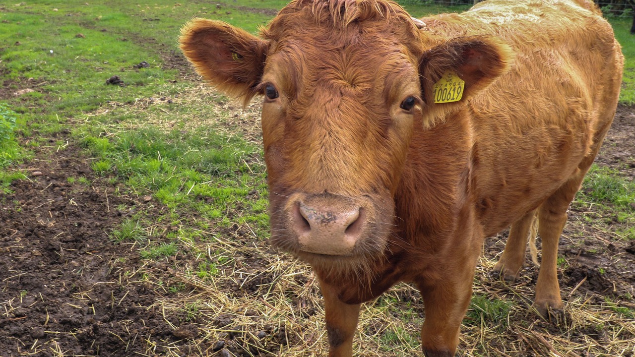 Photo of Others in Derbyshire