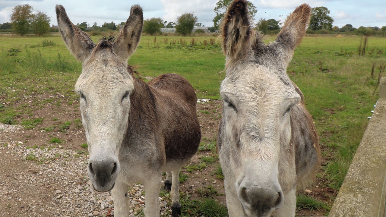 Photo of Others in Derbyshire