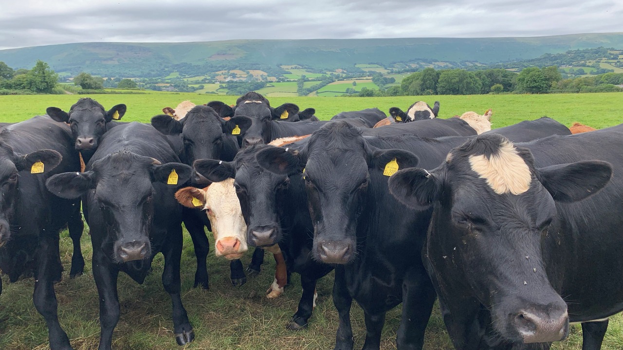 Photo of Others in Longtown