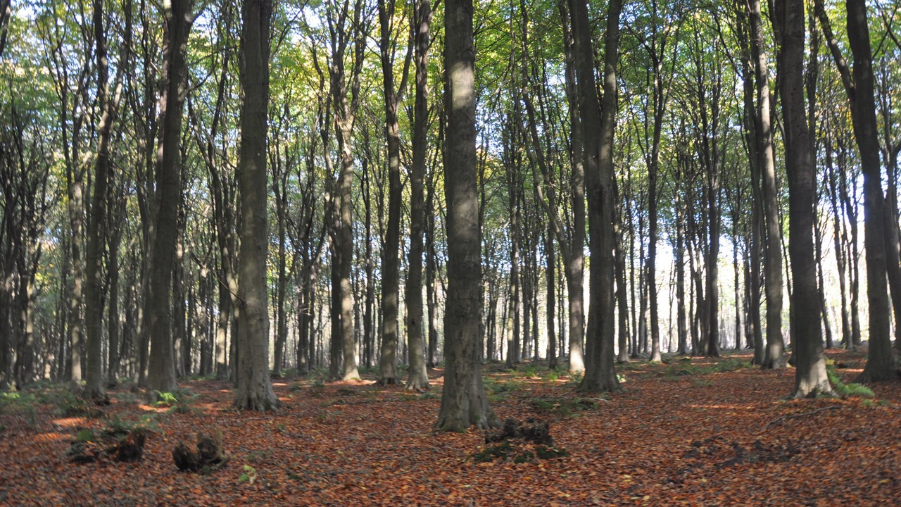 Photo of Others in Challock