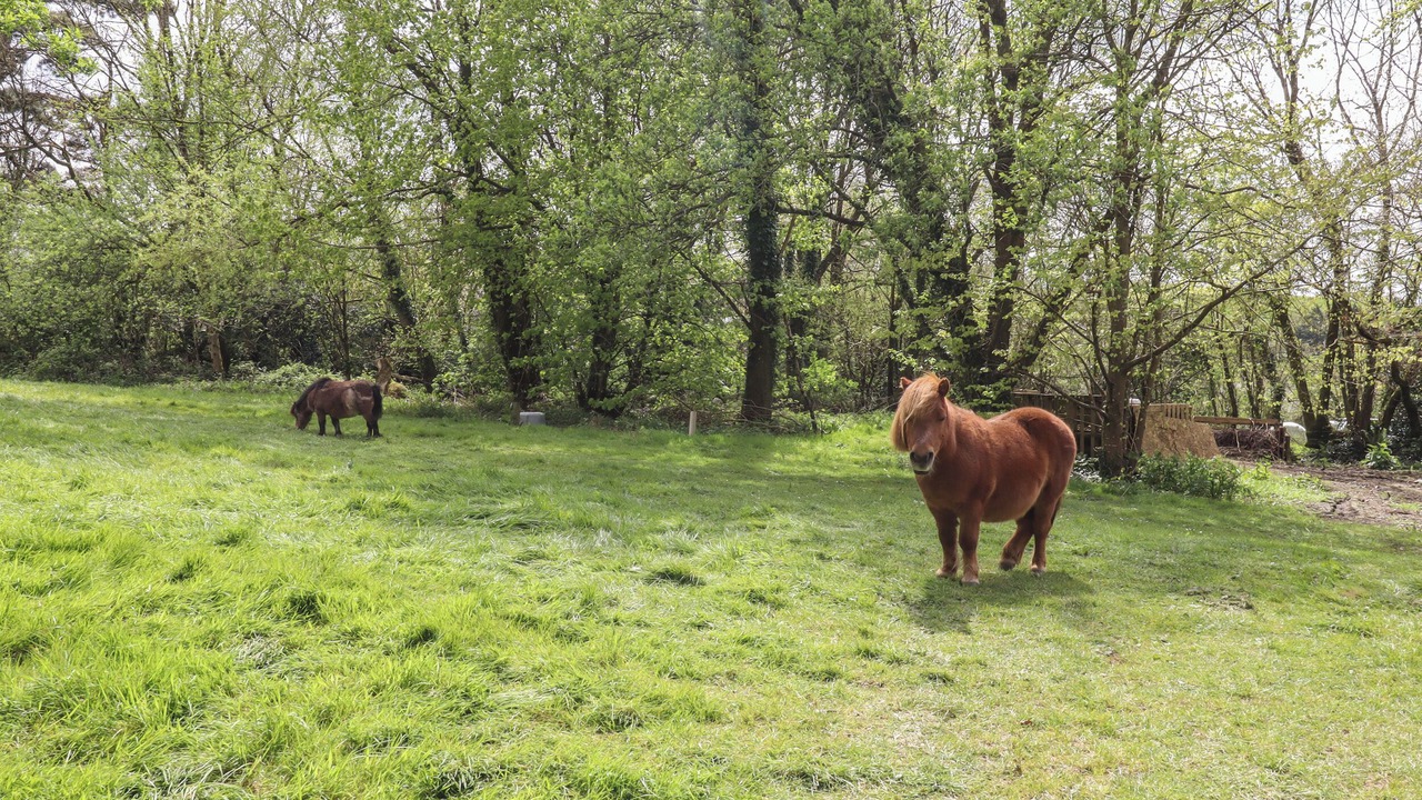 Photo of Others in Swimbridge