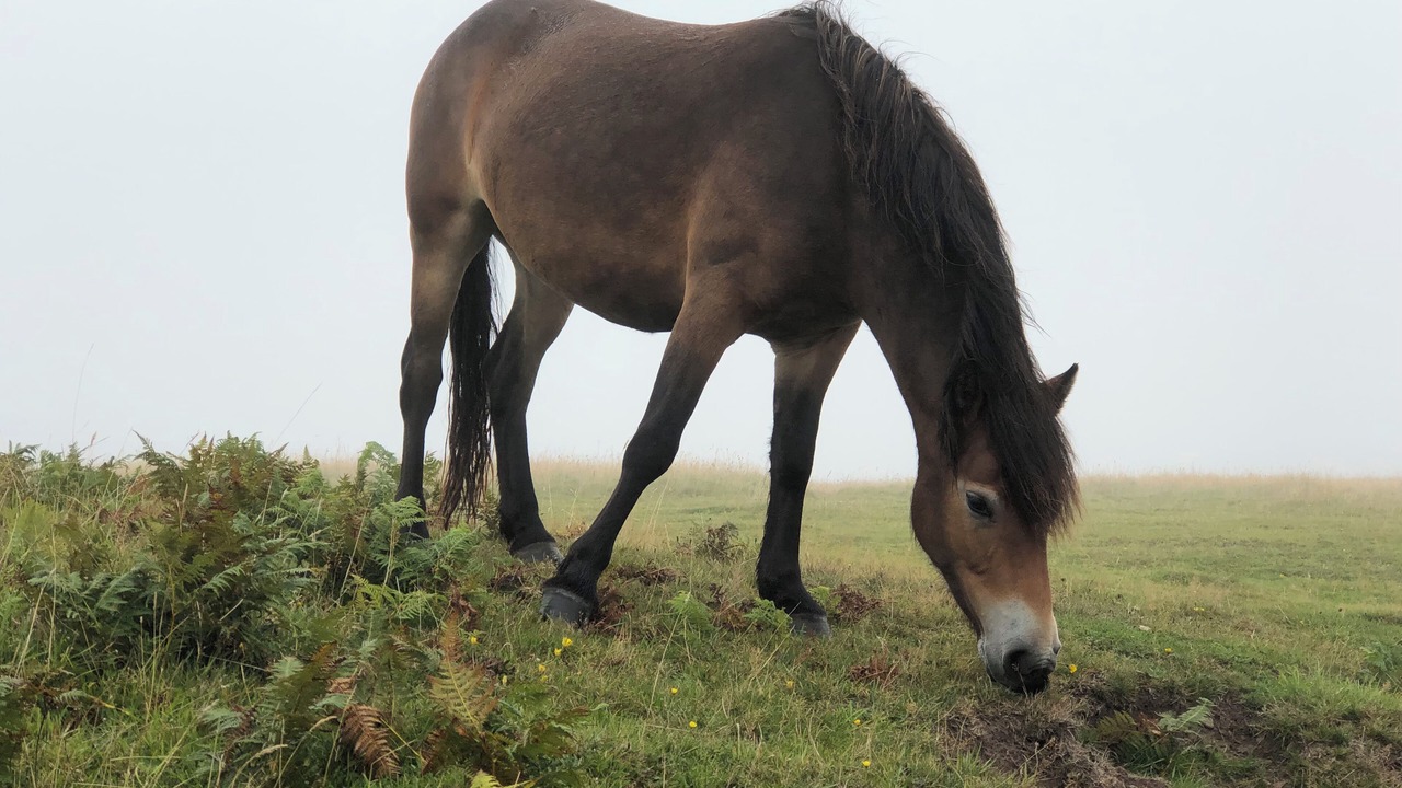 Photo of Others in Lynton