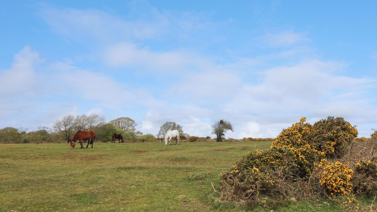 Photo of Others in Boldre