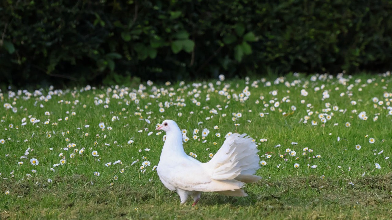 Photo of Others in Compton Dundon