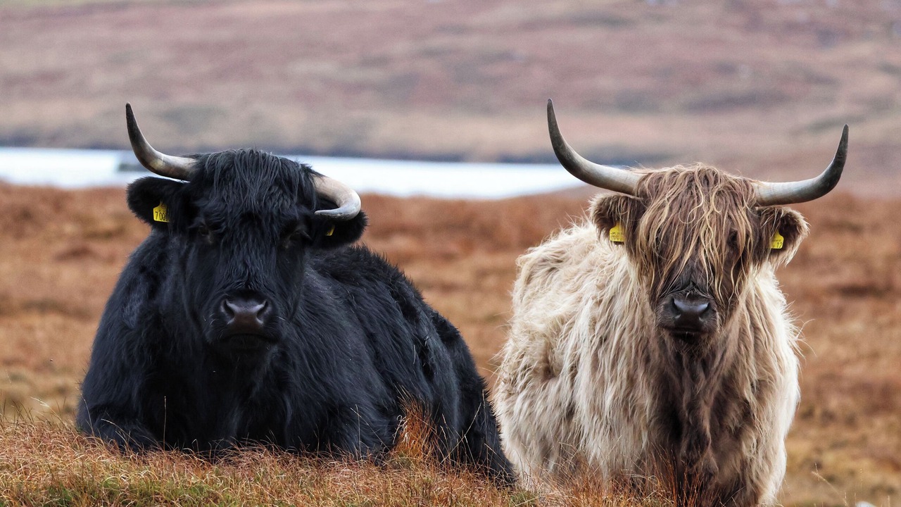 Photo of Others in Finsbay