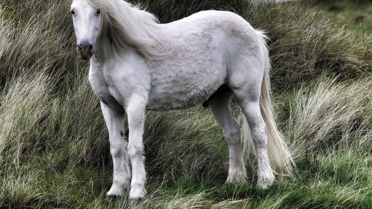 Photo of Others in Finsbay