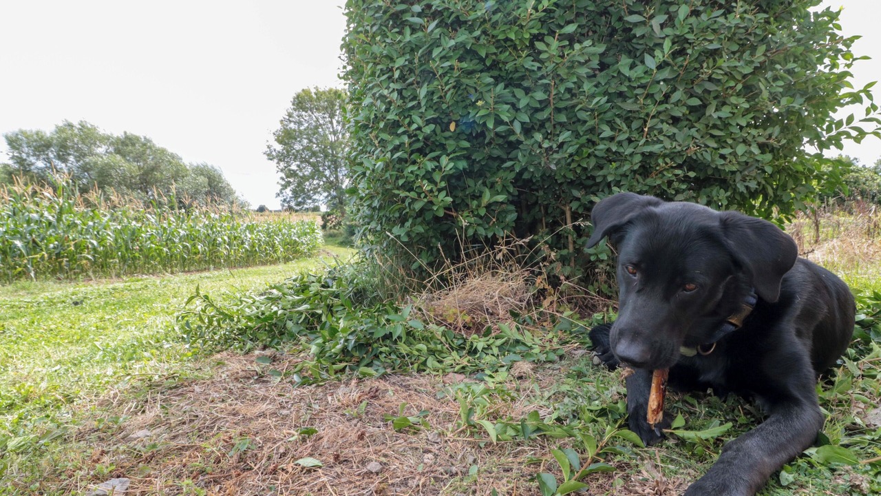 Photo of Others in Thirsk