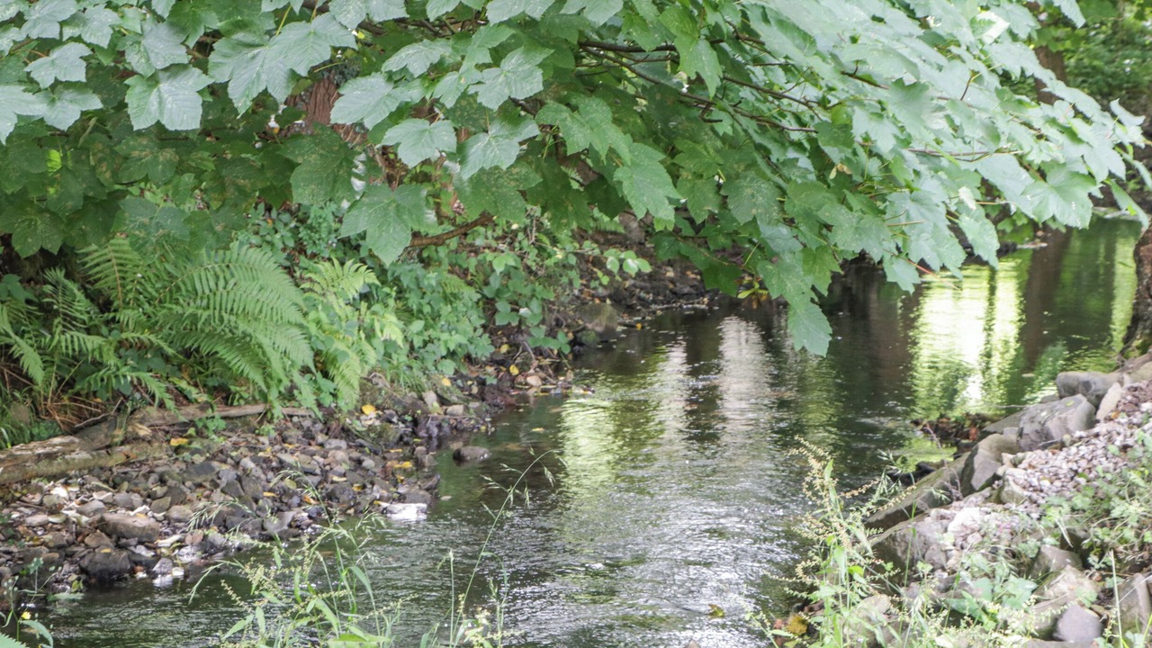 Photo of Others in Parkend