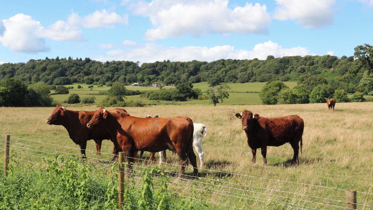 Photo of Others in Wollerton