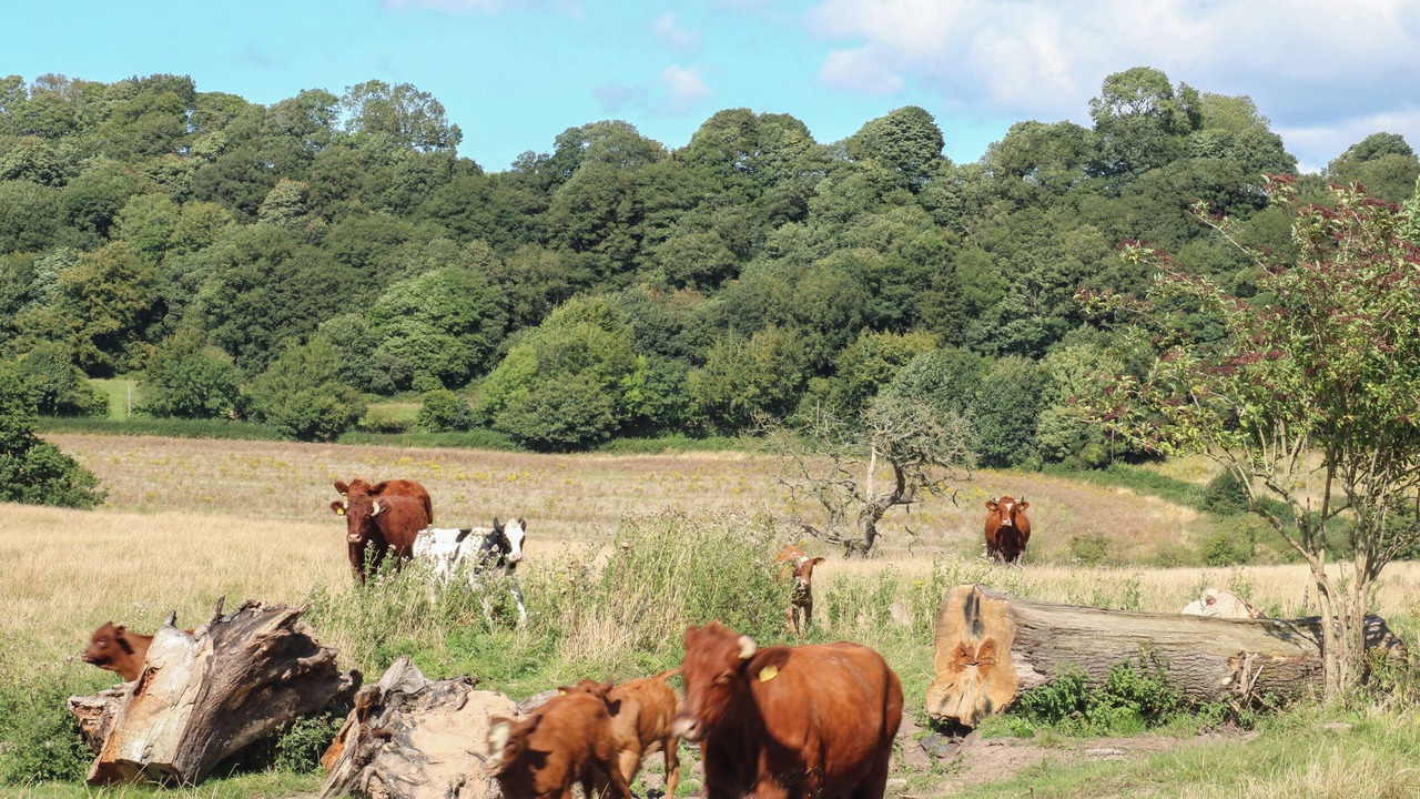 Photo of Others in Wollerton