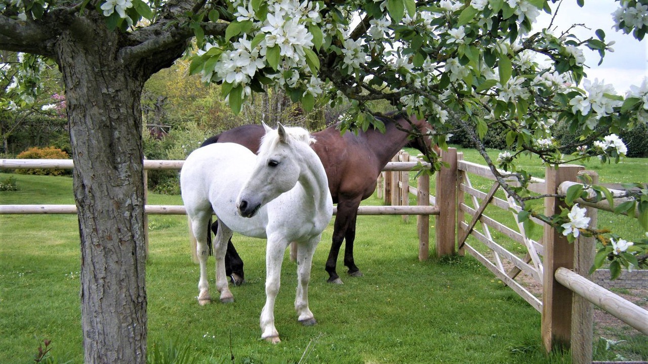 Photo of Others in New Forest District