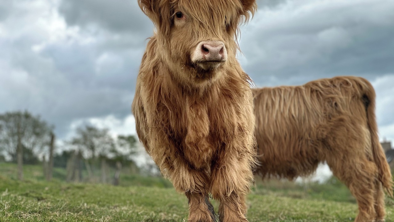 Photo of Others in Leek