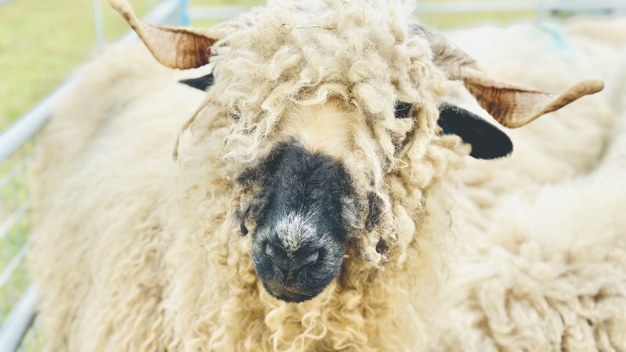 Photo of Others in Leek