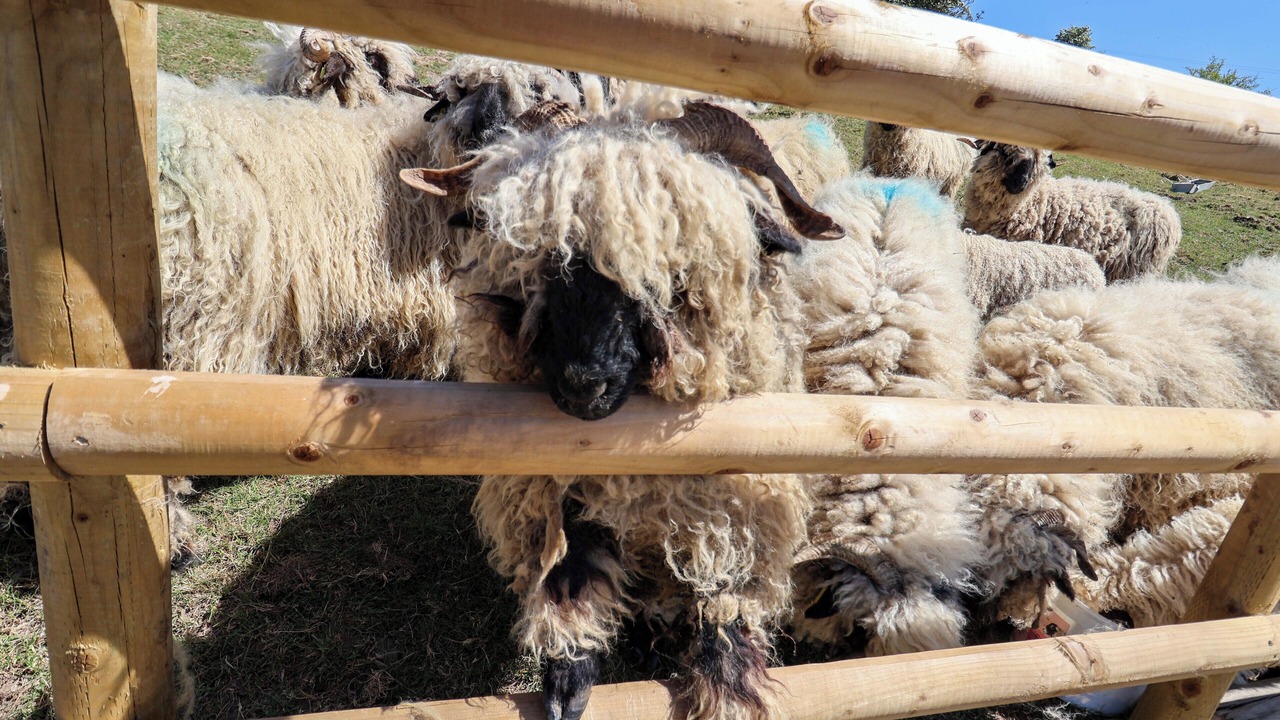 Photo of Others in Leek