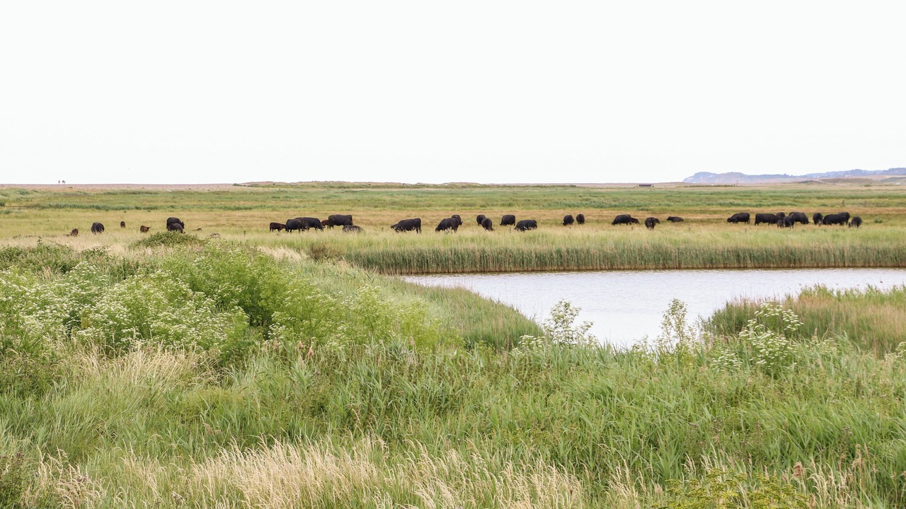 Photo of Others in Cley next the Sea