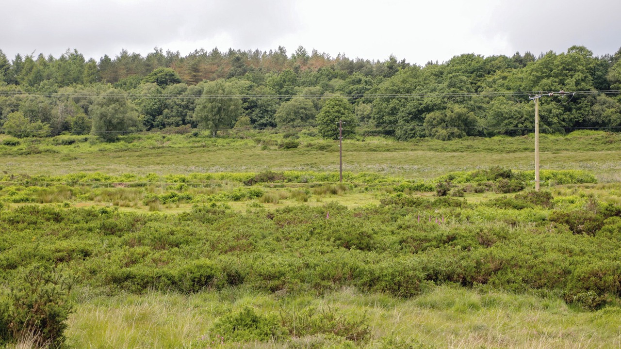 Photo of Others in Farlow