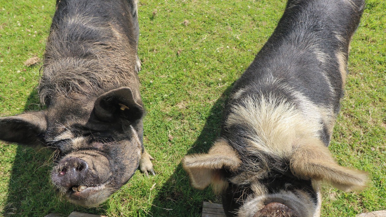 Photo of Others in Saint Erth Praze