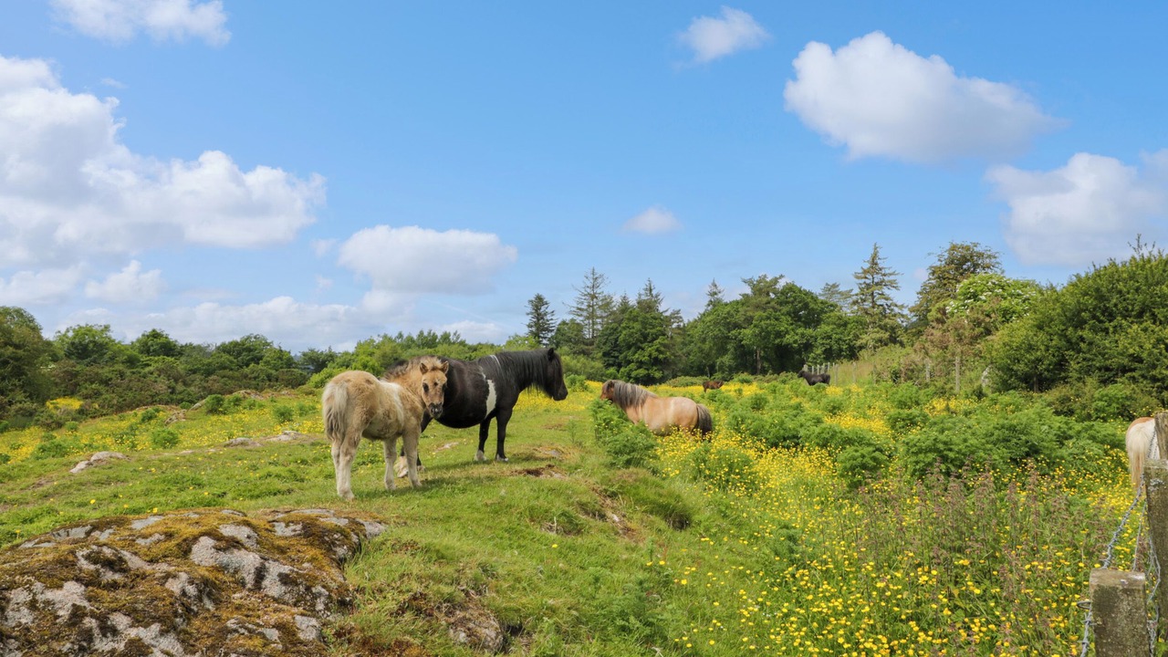 Photo of Others in Dalbeattie