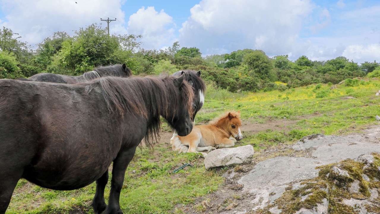 Photo of Others in Dalbeattie