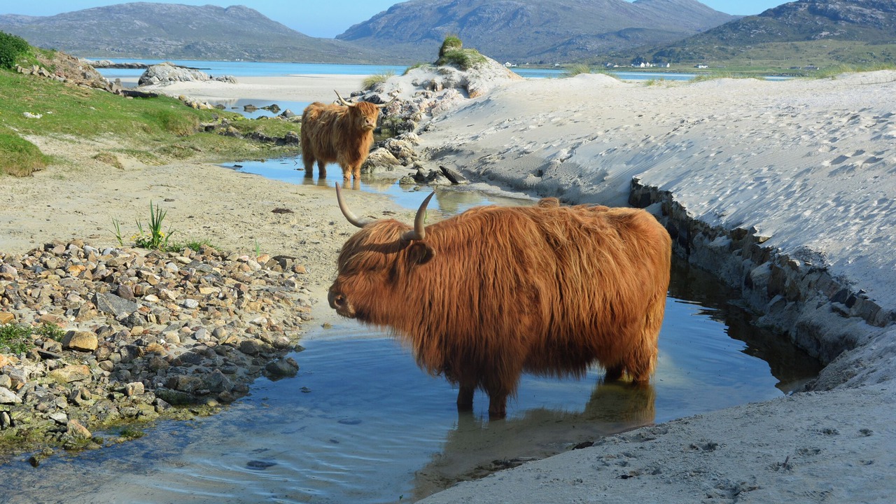 Photo of Others in Harris