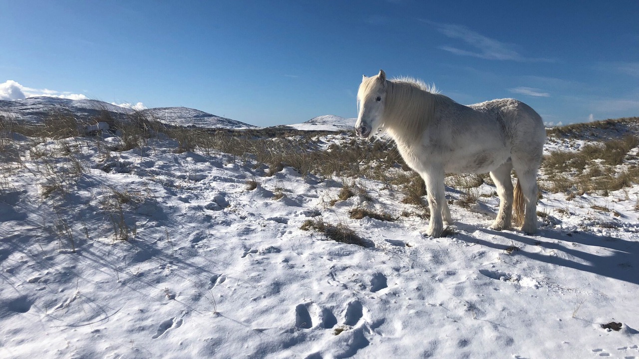 Photo of Others in Harris