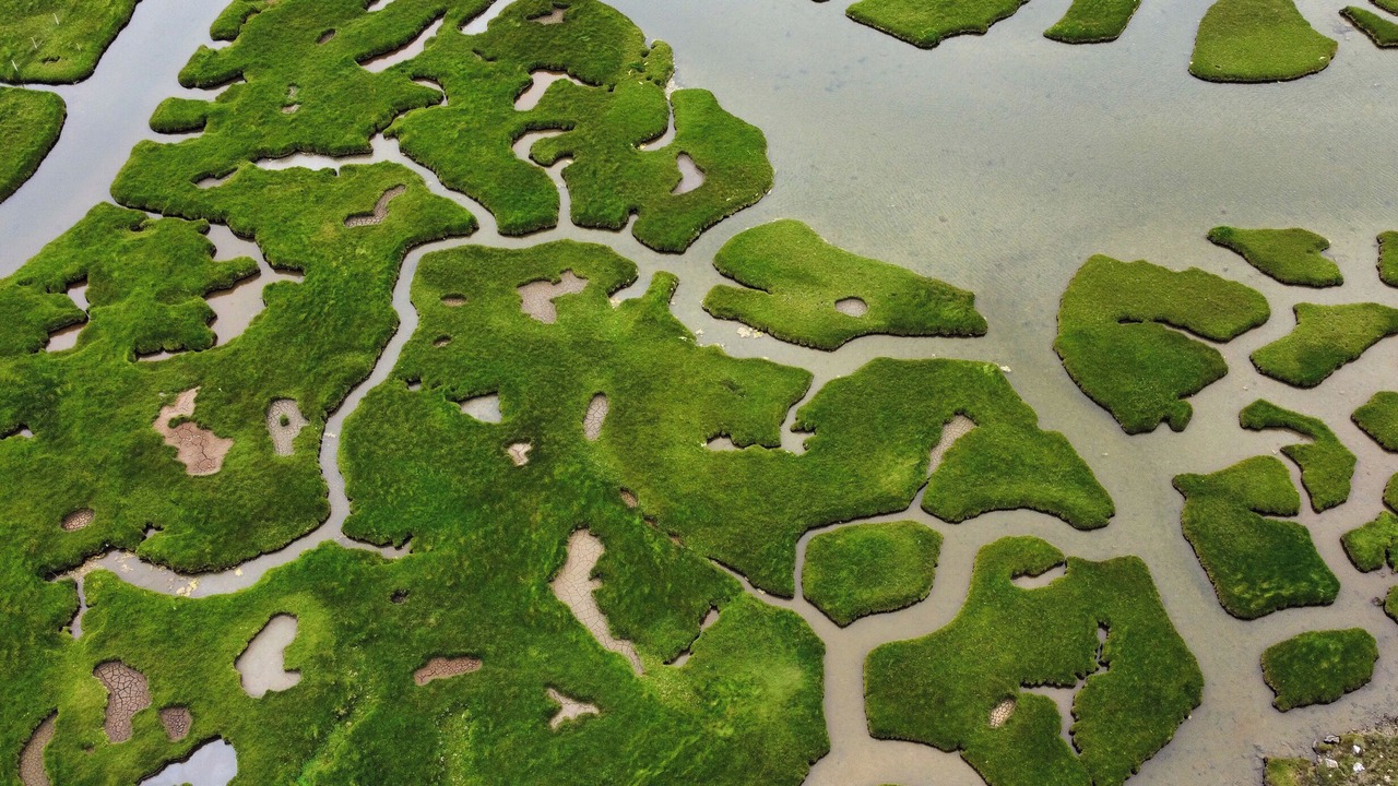 Photo of Others in Harris