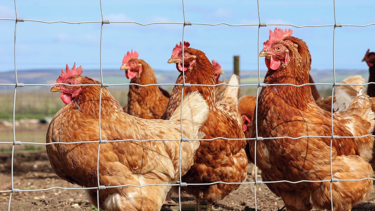 Photo of Others in West Heslerton