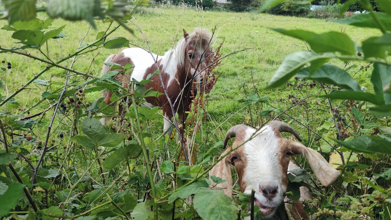 Photo of Others in Mosborough