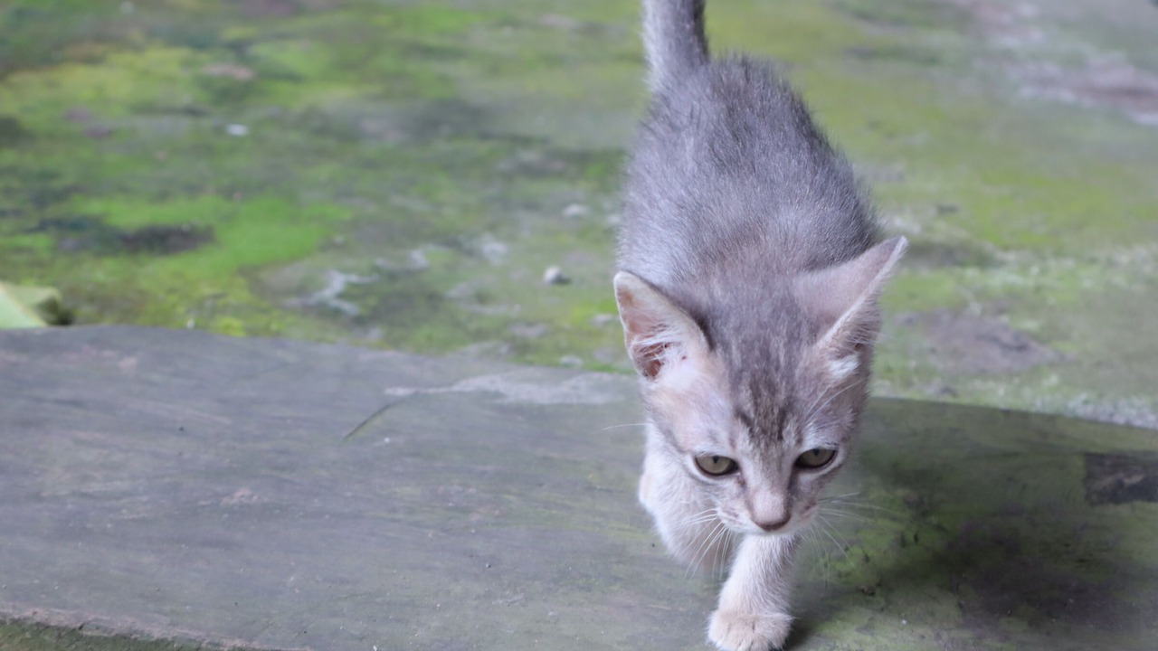 Photo of Others in Tomohon