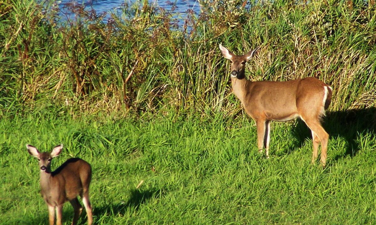 Photo of Outdoor in Dunes City