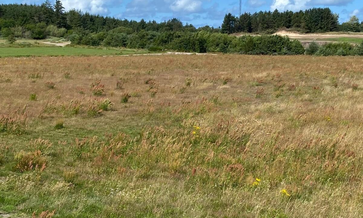 Photo of Outdoor in Blokhus
