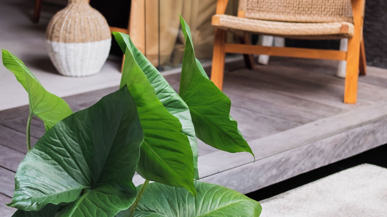 Photo of Patio Balcony in Drupadi