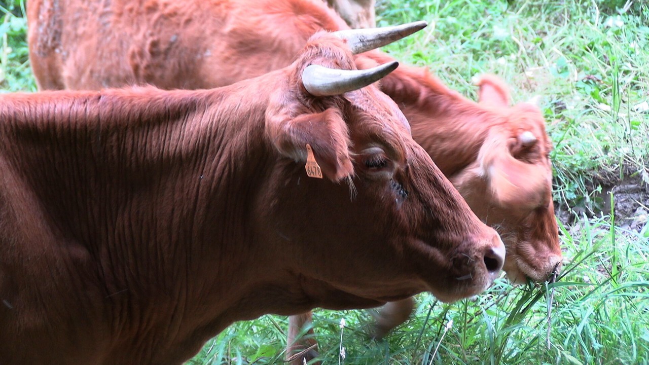 Photo of Outdoor in Rieucaze