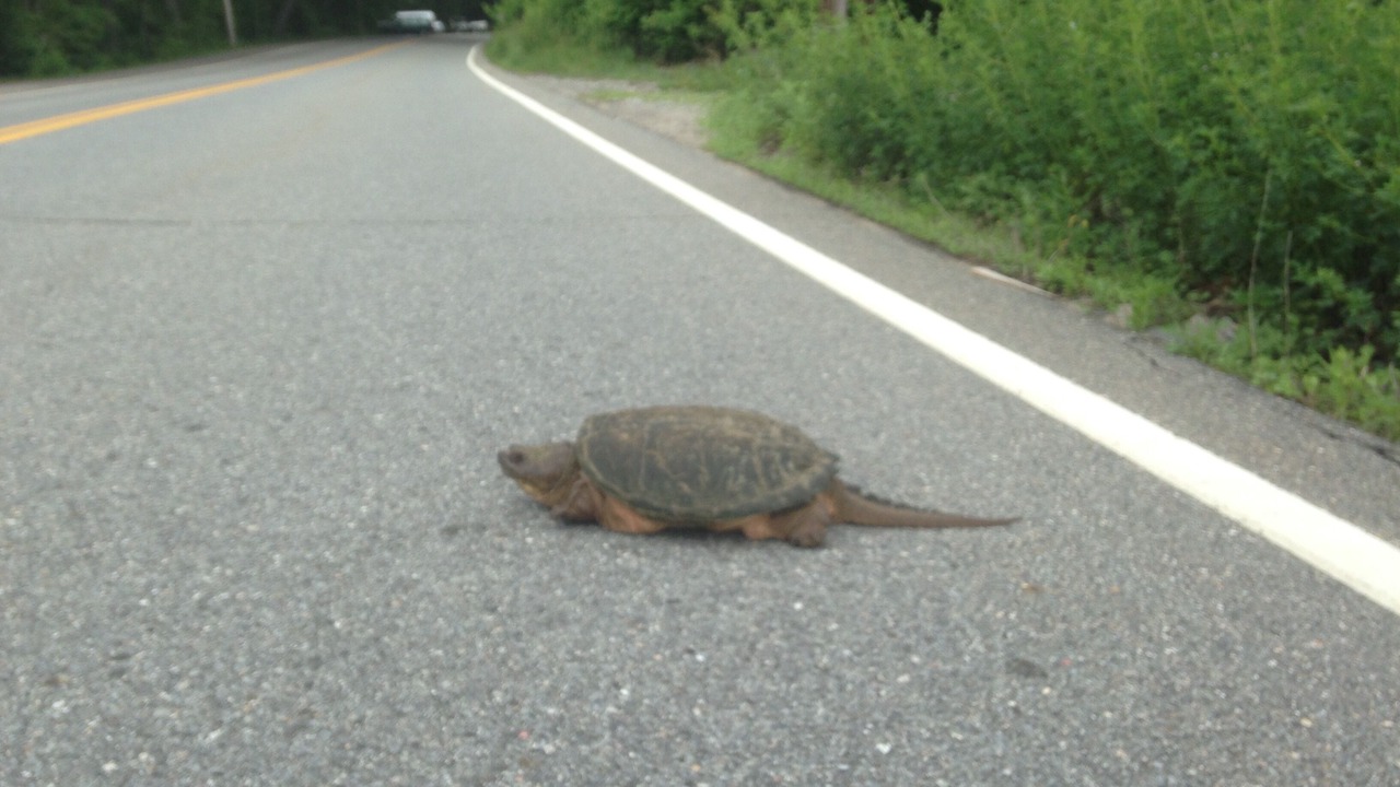 Photo of Others in Pond Cove