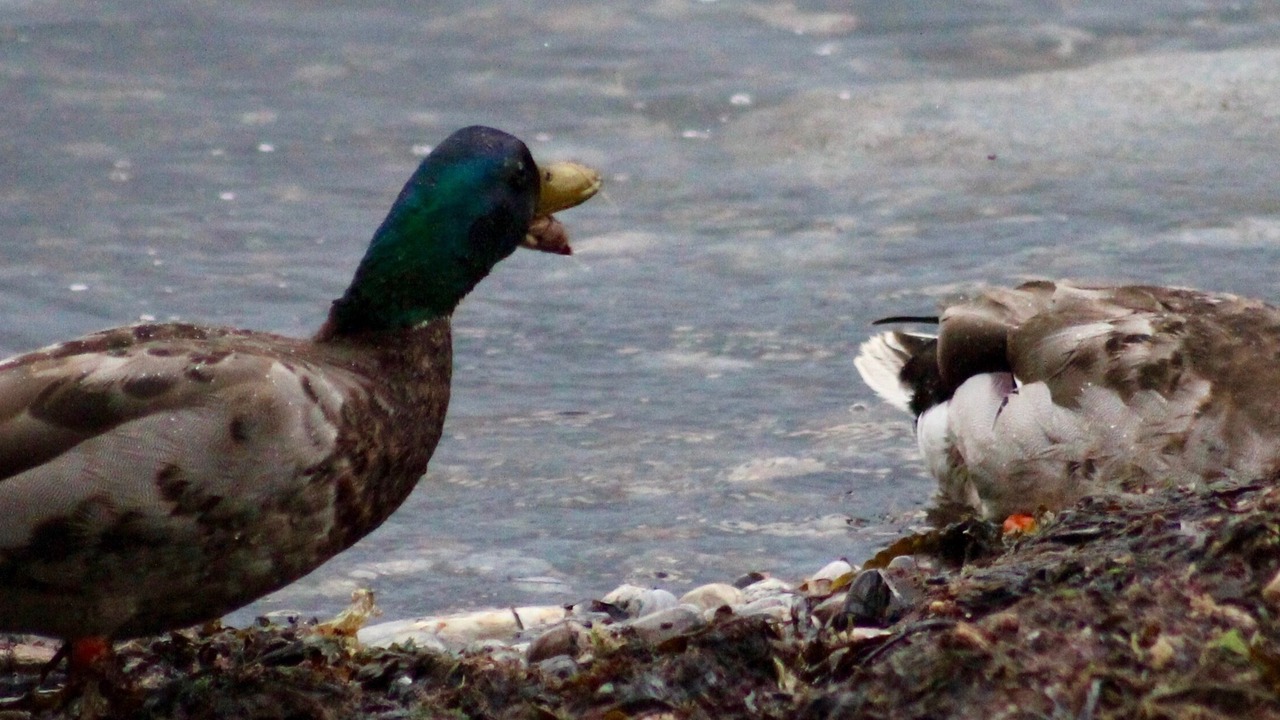 Photo of Others in Pond Cove
